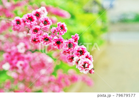 赤いギョリュウバイの花 赤いギョリュウバイの花 79679577