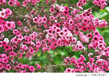 赤いギョリュウバイの花 79679597