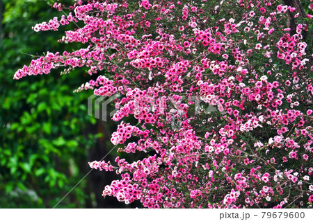 赤いギョリュウバイの花 79679600