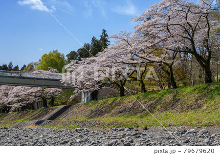 桜咲く青梅の釜の淵と多摩川に架かる鮎見橋 79679620
