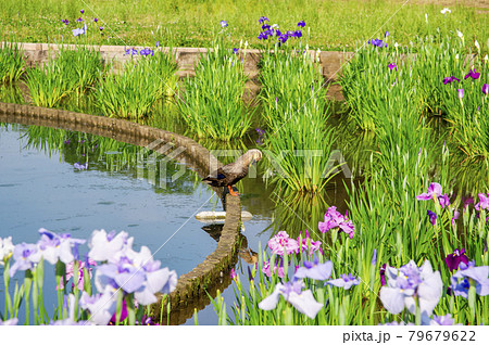 菖蒲が咲く狭山丘陵北山公園　池の水面と1羽のカルガモ 79679622