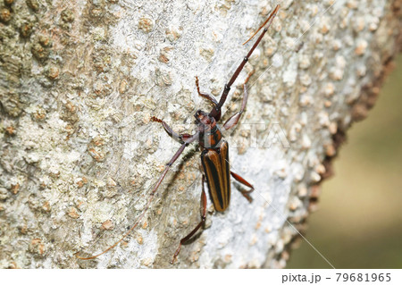 アオスジカミキリ 79681965