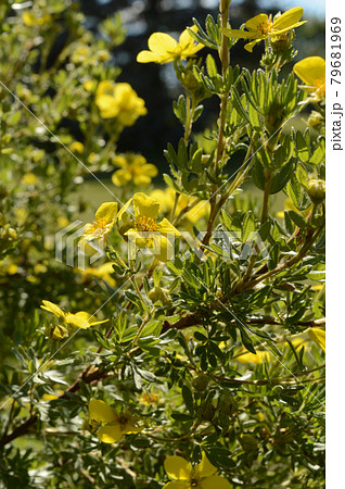 Flowering Bush of Yellow Blooms 79681969