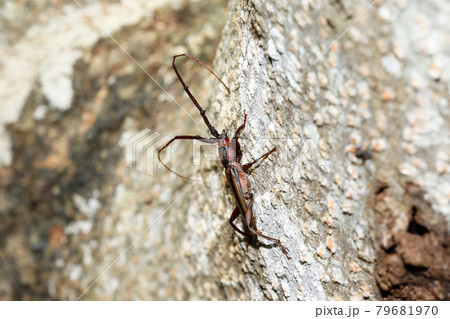 アオスジカミキリ 79681970