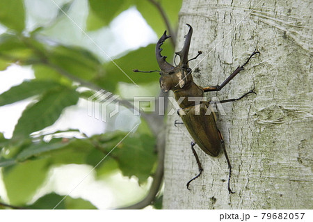 生きもの:昆虫(Insect) 0