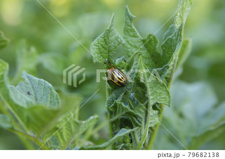 Colorado potato beetle eating potato leaf on the bush. Pest on the plants 79682138