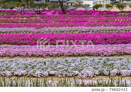 ピンクのシバザクラ 79682432