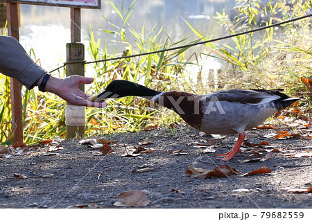「餌やり」をする高齢者とマガモ(東京都/舎人公園) 「餌やり」をする高齢者とマガモ(東京都/舎人公園) 79682559