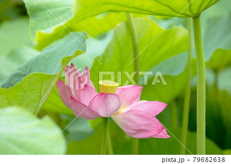 心清らかに咲き誇るハスの花 79682638