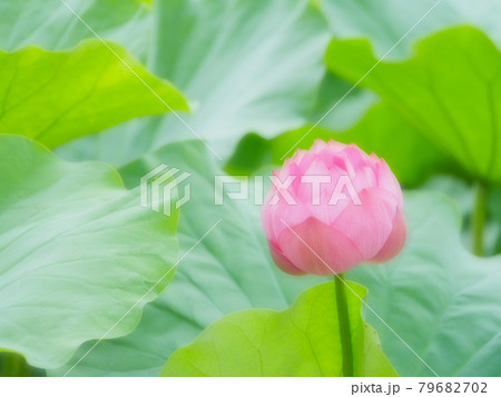蓮の花14　ソフト 79682702