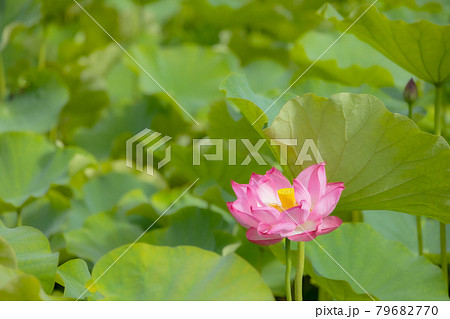 心清らかに咲き誇るハスの花 心清らかに咲き誇るハスの花 79682770