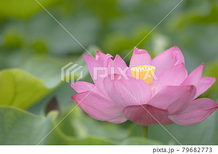 心清らかに咲き誇るハスの花 79682773