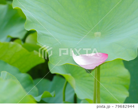 蓮の花18　散る 79682944