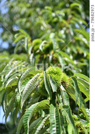 樹木：クリ　ブナ科 79682973