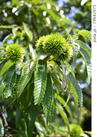 樹木:クリ ブナ科 樹木:クリ ブナ科 79682975