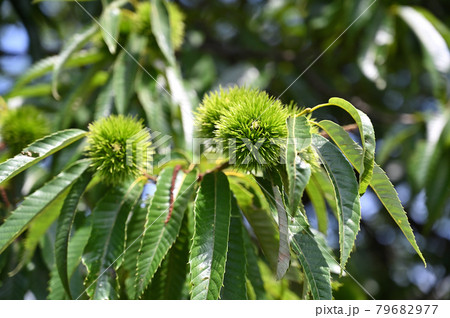 樹木：クリ　ブナ科 79682977