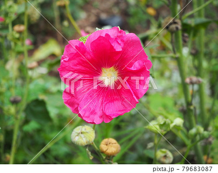タチアオイ タチアオイ 79683087