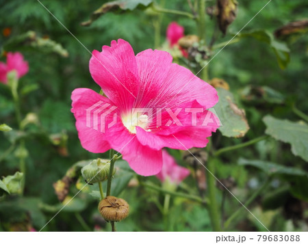 タチアオイ 79683088