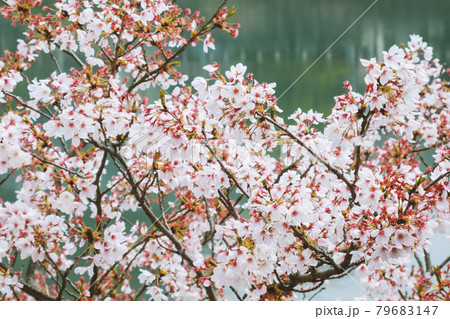 cherry blossoms season 79683147
