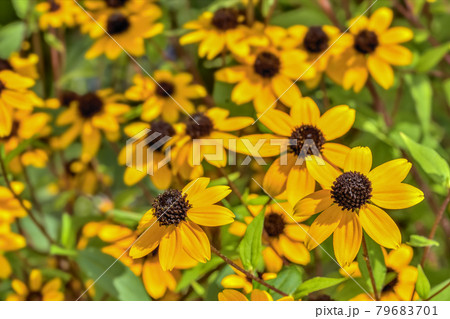 アラゲハンゴンソウの花(Rudbeckia) 79683701