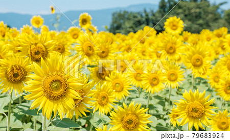 ひまわり(飯山市・菜の花公園にて) ひまわり(飯山市・菜の花公園にて) 79683924