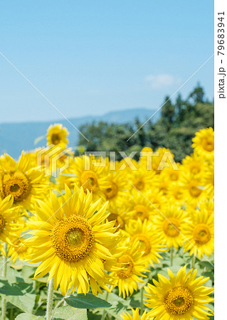 ひまわり 飯山市 菜の花公園にて の写真素材