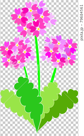 報春花 報春花 79684561