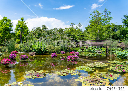 滋賀県草津市　水生植物公園みずの森のウォーターガーデン花影の池 79684562