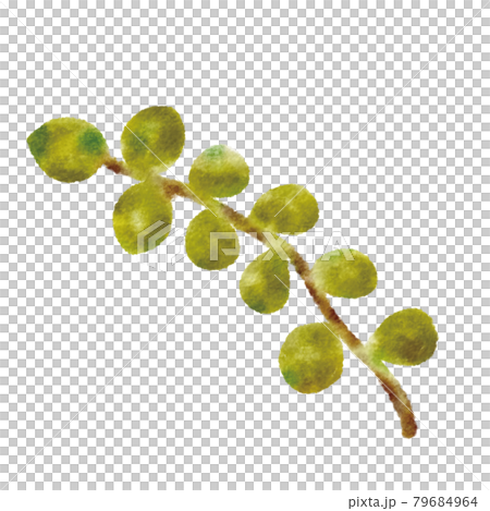 leaf leaf 79684964
