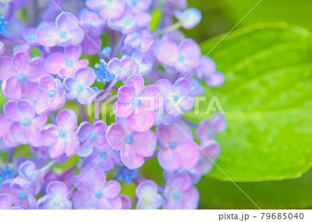 ハイキー調に写した水色の紫陽花の写真素材