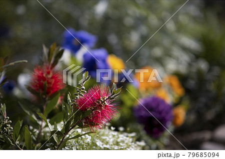 花 植物 ボトルソルナム 79685094