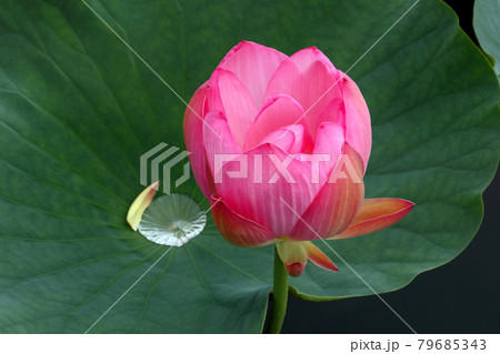 ロマンチック茨城（古代蓮の葉に残された雨水が活力のリズムをを奏でる。）利根親水公園 79685343