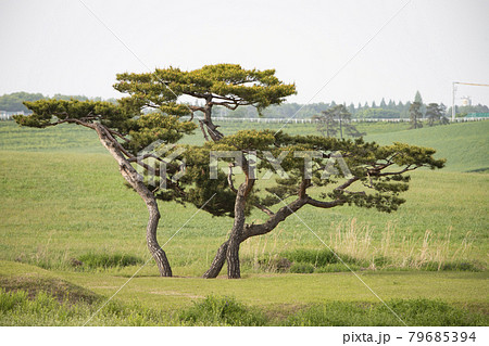 松 外皮 芝生 79685394