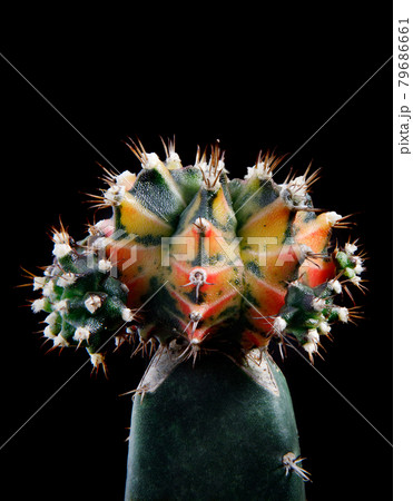 beautiful variegated of hybrid gymnocalycium mihanovichii 79686661