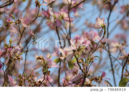the Vintage Photo Of Bauhinia Variegata at hong kong 79686919