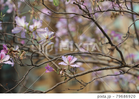 the Vintage Photo Of Bauhinia Variegata at hong kong 79686920