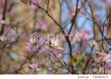 the Vintage Photo Of Bauhinia Variegata at hong kong 79686924