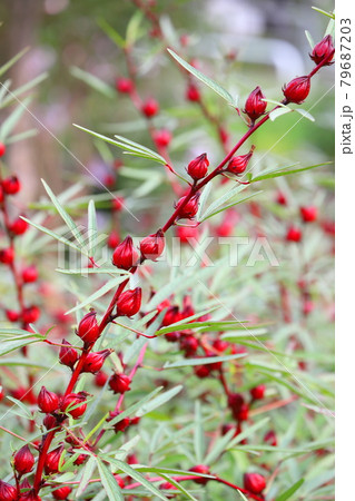 ハイビスカス・ローゼル 赤い実 の写真素材 [79687203] - PIXTA
