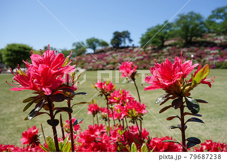 綺麗な赤いツツジ【鯖江市西山公園】 綺麗な赤いツツジ【鯖江市西山公園】 79687238