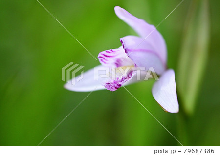 湿原に咲くトキ色のトキソウ 79687386