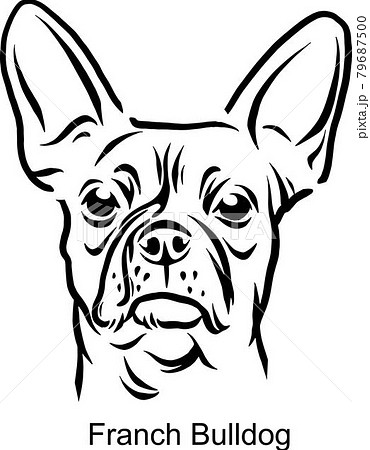 French Bulldog Portrait Dog in Line style - Pet Portrait in Light Style head isolated on white 79687500
