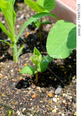 芽を出した枝豆 枝豆とトウモロコシのコンパニオンプランツ栽培の写真素材