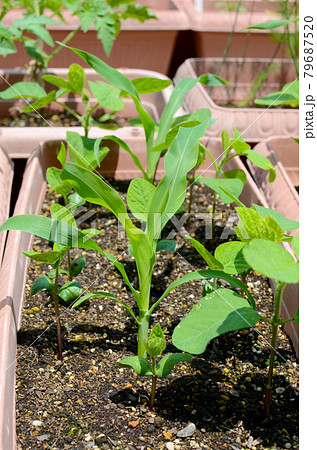 プランターで枝豆とトウモロコシのコンパニオンプランツ栽培の写真素材