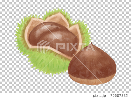 色鉛筆手描き 秋の食材 栗イラストのイラスト素材