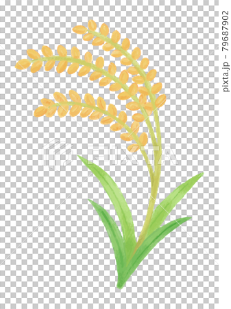 色鉛筆手描き 秋の食材 稲穂イラストのイラスト素材