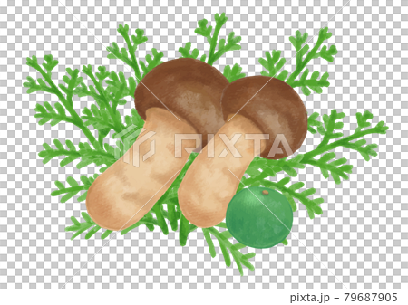 色鉛筆手描き 秋の食材 松茸イラストのイラスト素材