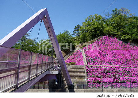 青空と新緑とシバザクラ【鯖江市西山公園】 青空と新緑とシバザクラ【鯖江市西山公園】 79687938