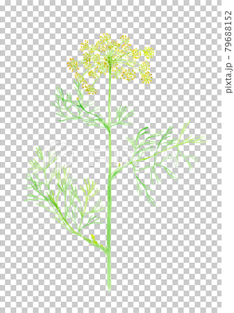Anethum graveolens dill Anethum graveolens dill 79688152