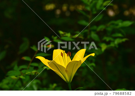 百合の花 百合の花 79688582