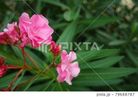 夾竹桃(キョウチクトウ)の花 夾竹桃(キョウチクトウ)の花 79688787